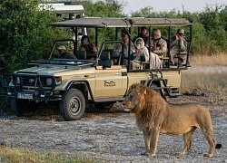 Lý giải nguyên nhân sư tử không tấn công người trong xe jeep du lịch hay xe safari