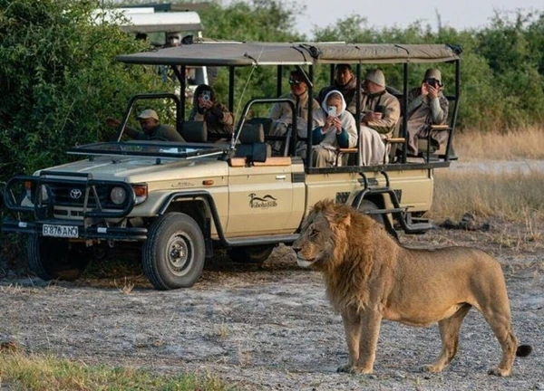 Lý giải nguyên nhân sư tử không tấn công người trong xe jeep du lịch hay xe safari