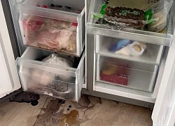 Mẹ vợ phát hiện chất lỏng màu đỏ rỉ ra từ tủ lạnh, mùi hôi thối kỳ lạ khi đến thăm con gái: "Tôi hét toáng, vội gọi cho con rể"