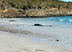 Phát hiện nhiều cá ông chuông mắc cạn ở bờ biển Australia