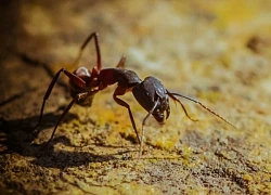 Ra toà lĩnh án tù 12 tháng vì buôn lậu kiến quý hiếm ở Kenya
