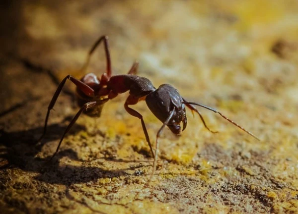 Ra toà lĩnh án tù 12 tháng vì buôn lậu kiến quý hiếm ở Kenya