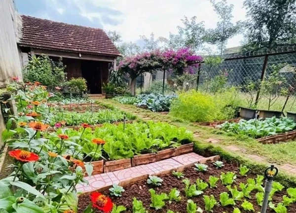 Vợ chồng bỏ việc lương cao về phố núi, biến nhà gỗ 50 năm thành chốn đẹp như mơ