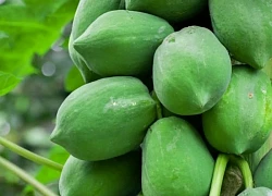 Ăn đu đủ xanh có tác dụng gì với sức khỏe?