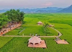 Cánh đồng lúa Jungle Boss Travelodge ở Quảng Bình khiến giới trẻ say đắm với thiên nhiên