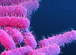 Không chủ quan với viêm âm đạo do vi khuẩn