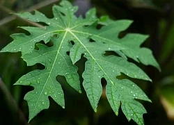 Lá đu đủ - 'thần dược' từ thiên nhiên giúp phòng chống ung thư
