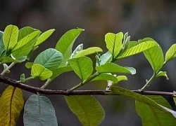 Lá ổi chữa bệnh gì?