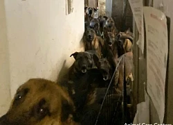 Căn hộ bốc mùi nhiều năm, hàng xóm sững sờ phát hiện gần 50 con chó bị nhốt