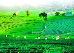 Vẻ đẹp mê hoặc của những đồi chè