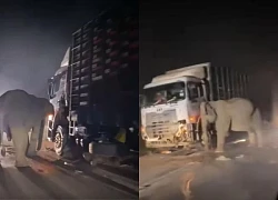 Voi con bị xe tải cán chết, voi mẹ tuyệt vọng tìm cách cứu