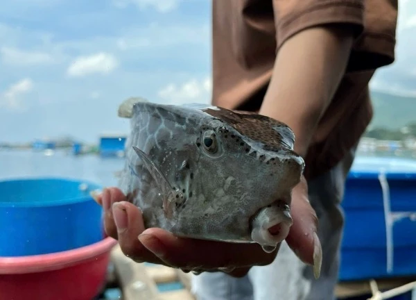 Vụ con cá 0,5kg "chém" gần 1,8 triệu đồng: Vì sao cá lại đắt hơn tôm hùm?