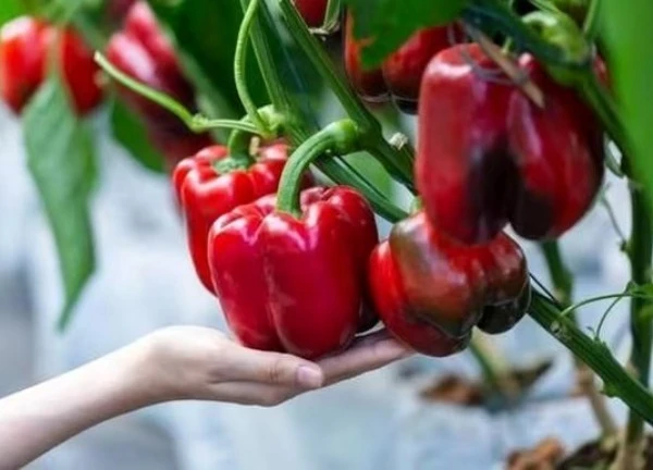 6 loại thực phẩm tốt cho móng tay