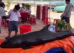 Cá voi liên tiếp dạt vào bờ biển Quảng Ngãi