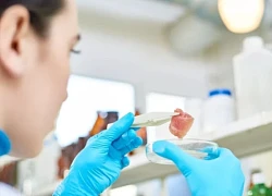 Các nhà khoa học Nga đề xuất in 'thịt sạch'