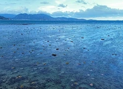 Chiêm ngưỡng vẻ đẹp kỳ thú của rạn san hô vùng biển Đông Hải của Ninh Thuận