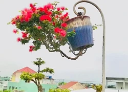 Độc lạ dàn bonsai ngược của 'dị nhân' xứ Quảng