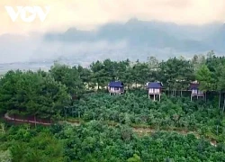 Đồi chè Tân Uyên - tuyệt tác xanh giữa núi rừng Tây Bắc