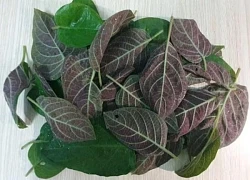Lá mơ chữa bệnh gì?