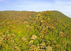 Lên bán đảo Sơn Trà mùa thay lá, ngắm 'nữ hoàng linh trưởng' đi kiếm ăn