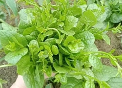 Loại rau được ví như 'vàng xanh mùa hè', hút mỡ máu