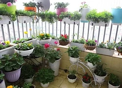 Lưu ý chọn cây ban công để tránh ảnh hưởng đến vận may và sức khỏe của các thành viên trong gia đình