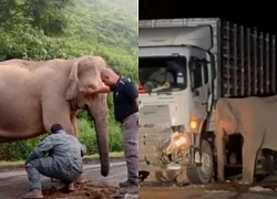 Malaysia tìm giải pháp sau khi voi con bị xe tông chết vì băng ngang xa lộ