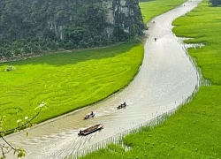 Ngắm bức tranh cá chép vượt vũ môn trên cánh đồng lúa