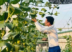 Ông bố 29 tuổi ở Hà Nội làm vườn trồng rau, nuôi cá rộng 200m2 trên sân thượng