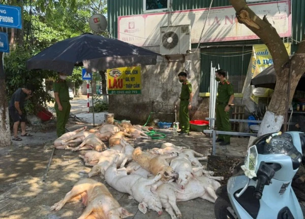 Phát hiện 1 tấn thịt lợn 'xuất huyết ngoài da' chuẩn bị lên lò quay