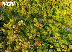 Rực rỡ mùa cây rừng thay lá trên bán đảo Sơn Trà