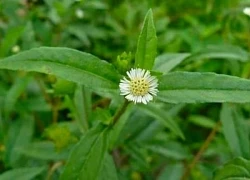 5 bài thuốc từ cỏ nhọ nồi trị gan nhiễm mỡ