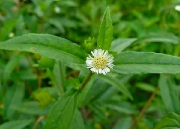5 bài thuốc từ cỏ nhọ nồi trị gan nhiễm mỡ