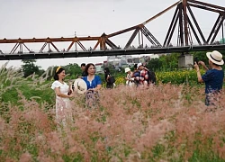 Bãi cỏ hồng đẹp như mơ giữa lòng Hà Nội