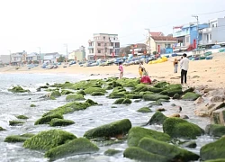 Bãi đá rêu xanh ở bán đảo Phương Mai hút khách du lịch