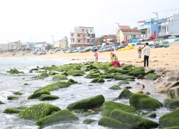 Bãi đá rêu xanh ở bán đảo Phương Mai hút khách du lịch
