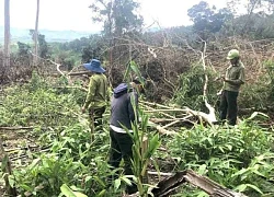 Đã xác định người liên quan vụ phá rừng phòng hộ ở Quảng Trị