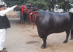 Con trâu được trả 30 tỷ đồng, người đàn ông quyết không bán