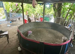 Tụ điểm đánh bạc liên tỉnh ở Đà Nẵng, nguỵ trang bằng lán trại nuôi gà