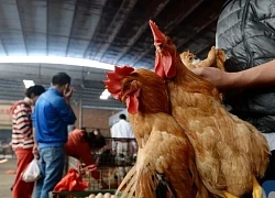 Nhiều nước dừng nhập khẩu gia cầm Brazil do bùng phát dịch cúm