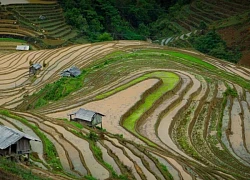 Ruộng bậc thang Mù Cang Chải vào mùa đổ ải