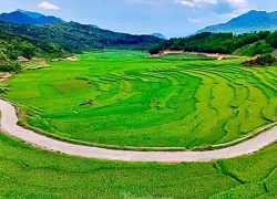 Ruộng bậc thang xanh mướt mùa lúa non 'đốn tim' du khách