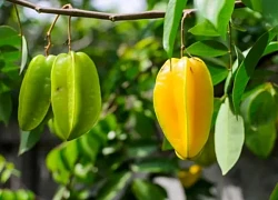 Vi chất dinh dưỡng đặc biệt quan trọng đối với sức khỏe con người