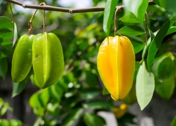 Vi chất dinh dưỡng đặc biệt quan trọng đối với sức khỏe con người