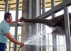 Voi rừng bám theo người đã cứu mình... để cảm ơn
