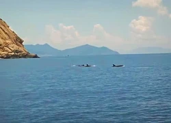 Đàn cá heo bơi tung tăng trên vịnh Nha Trang