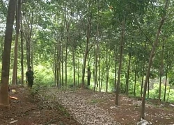 Bình Phước: Phát hiện thi thể người đàn ông treo trên cây