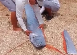 Cá Mái chèo dài gần 3 m bất ngờ xuất hiện ở Vĩnh Hy