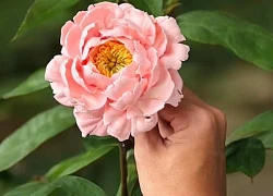 Chàng trai TP.HCM làm hoa bằng kem "thật còn hơn cả hoa thật"