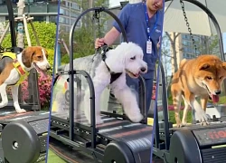 Chó chạy bộ, tập gym gây sốt mạng xã hội